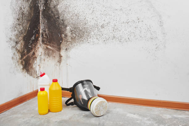 Best Residential Mold Removal  in Riverton, UT