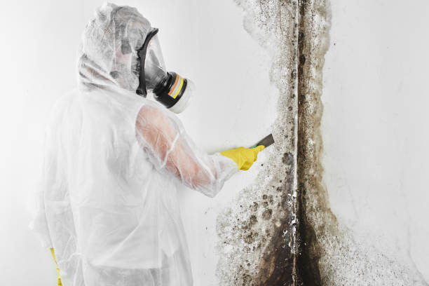 Office Mold Removal Services in Riverton, UT