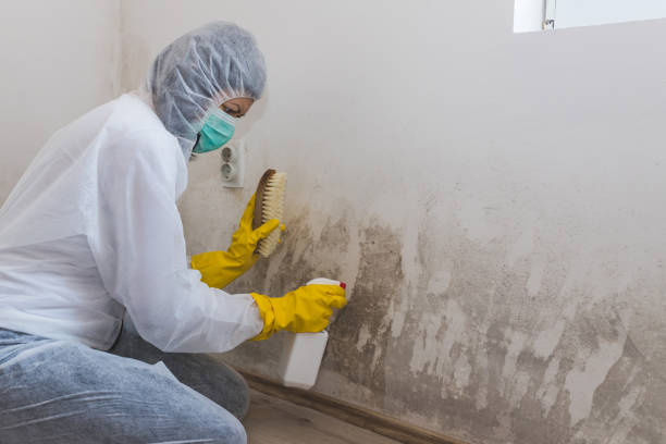 Best Affordable Mold Removal  in Riverton, UT