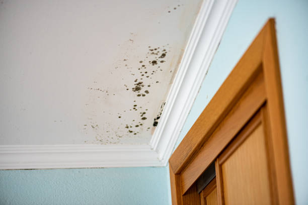 Best Mold Damage Repair  in Riverton, UT