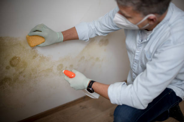 Best Mold Testing  in Riverton, UT
