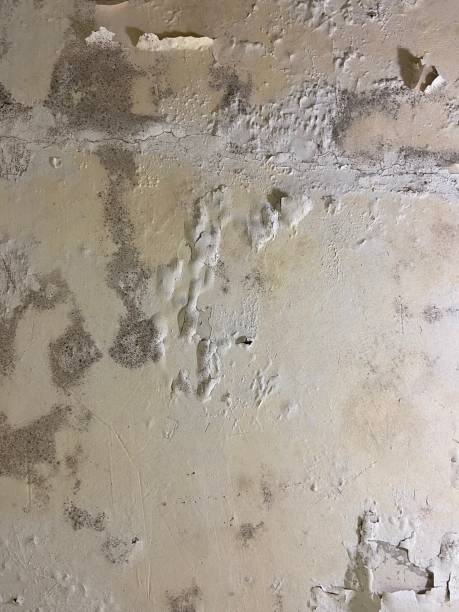 Best Office Mold Removal Services  in Riverton, UT