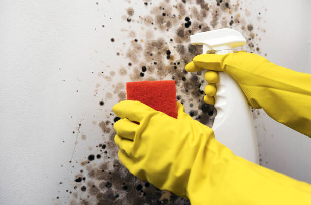 Best Certified Mold Removal  in Riverton, UT