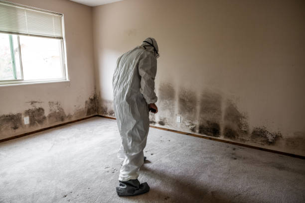 Best Attic Mold Removal  in Riverton, UT