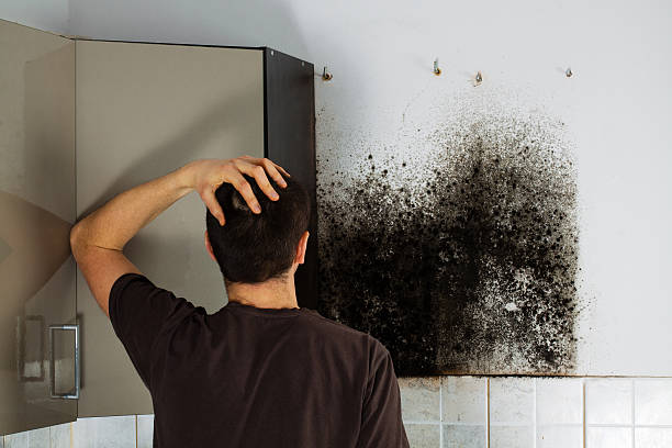 Best Best Mold Removal Companies  in Riverton, UT
