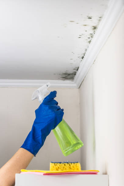 Best Local Mold Removal Service  in Riverton, UT